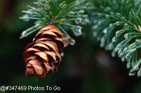Spruce Cone with water droplets